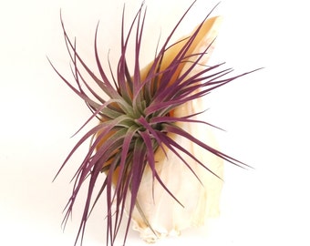 Air Plant , Purple Houston in Conch Shell , Hangs or Sits Flat
