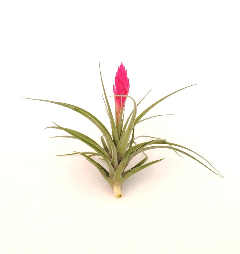 Air Plant Stricta , Blooms Pink , Tillandsia Great Plant for Terrariums, Planters , Globes Home Decor , Office Accessory , Great Gift Idea image 2