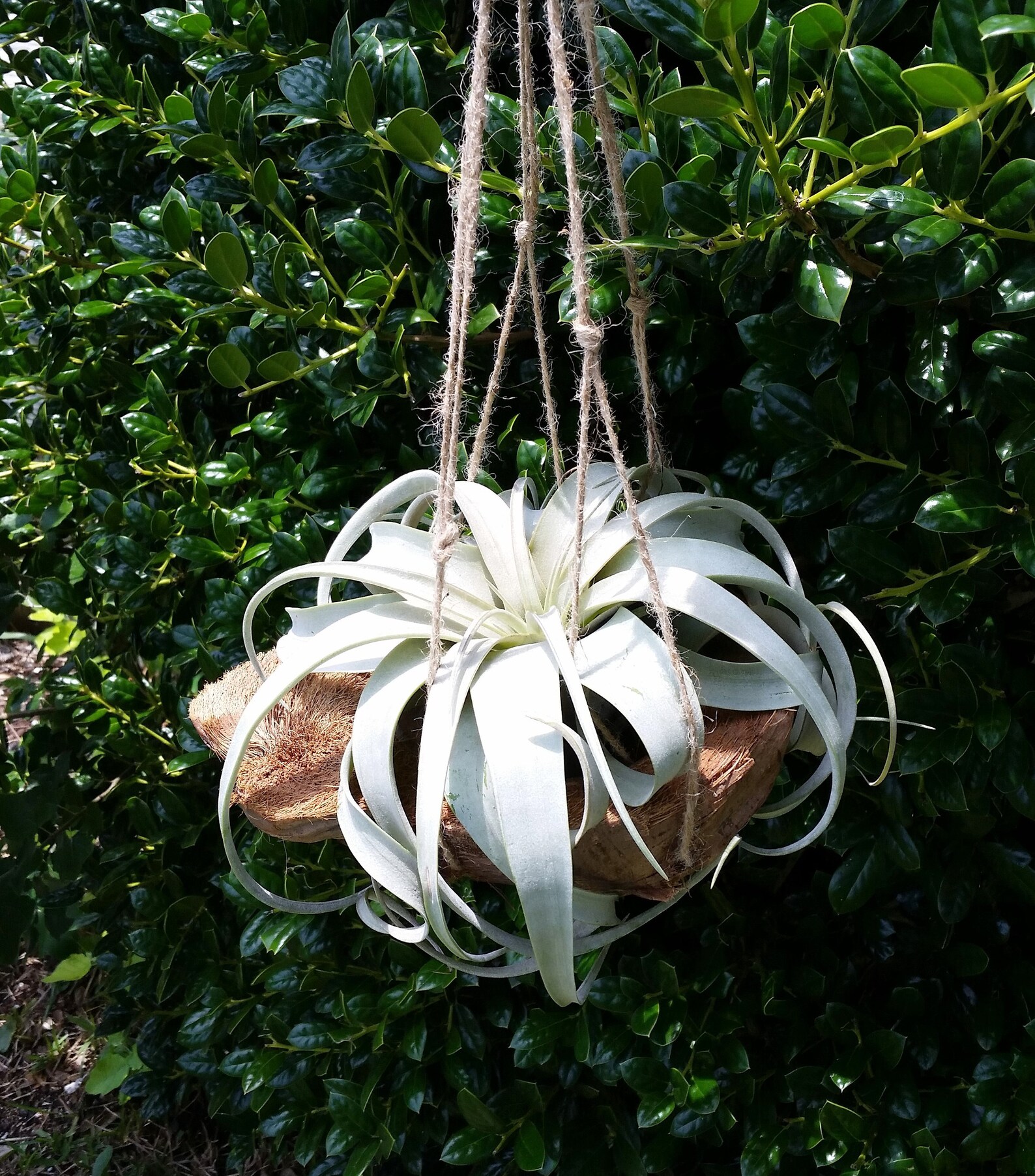 Air Plant Hanging Xerographica Coconut Shell Hanger House Etsy