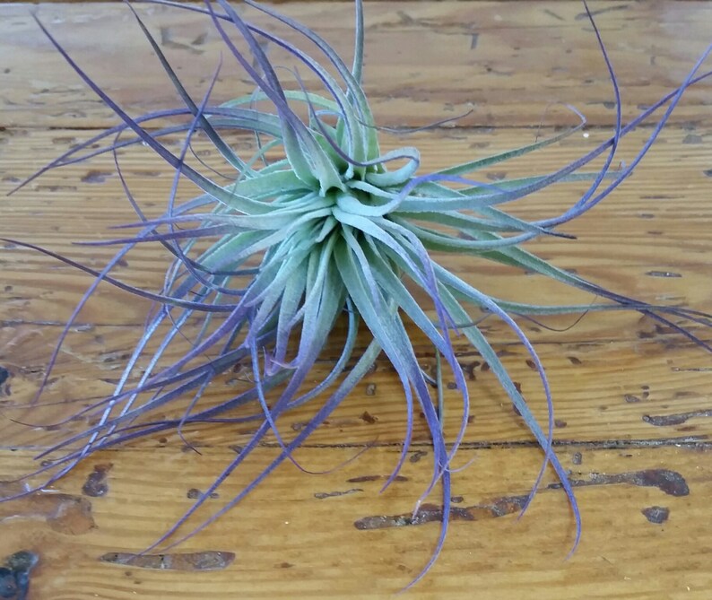 Air Plant Tillandsia Purple Houston Purple Decor Home Etsy