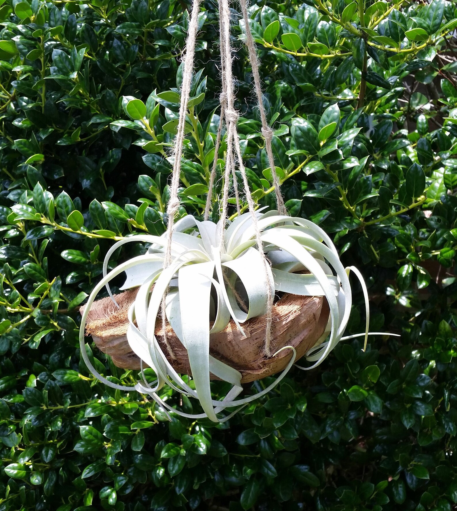 Air Plant Hanging Xerographica Coconut Shell Hanger House Etsy