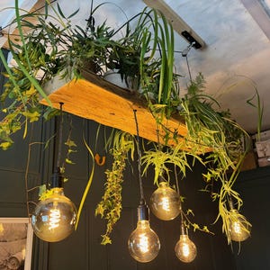 May include: A rustic wooden plank ceiling light fixture with five hanging light bulbs and several potted plants growing from the top of the plank.