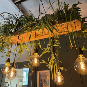 May include: A rustic wooden plank light fixture with hanging Edison bulbs and greenery growing from the top. The fixture is suspended from the ceiling and the bulbs are lit, casting a warm glow.