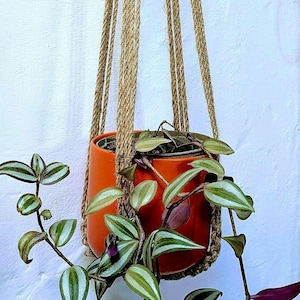 Puede incluir: Una maceta colgante de cerámica naranja con una planta rastrera con hojas a rayas verdes y plateadas. La maceta está suspendida por un colgador de macramé de fibra natural contra una pared blanca. La planta tiene acentos morados.