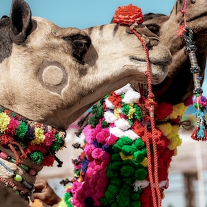 May include: Two camels decorated with colorful pom-poms and tassels. The camels are standing close together, with their heads touching. The camels are wearing traditional Indian decorations.