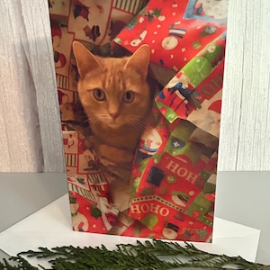 Funny Cat Christmas Card – Best Gift Under the Tree