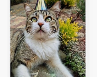 Cat Birthday Card – Funny Cat with Party Hat Design