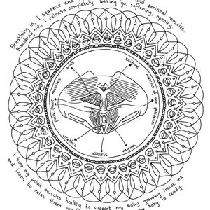 Pelvic floor - Amazing anatomy - Digital download for colouring