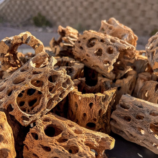 3 Inch Cholla Skeletons | Cactus Decor | Rustic Home Decor | Arizona Gifts | Southwestern | Aquarium Decor |  Wood Decor