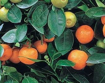 Dwarf Calamondin calamans orange citrus tree 5 seeds