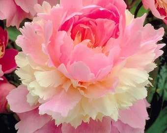 Triple layer peony SORBET, paeonia lactiflora 5 or 20 seeds