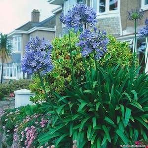 AGAPANTHUS African Lily pink, white or blue 20 seeds image 7
