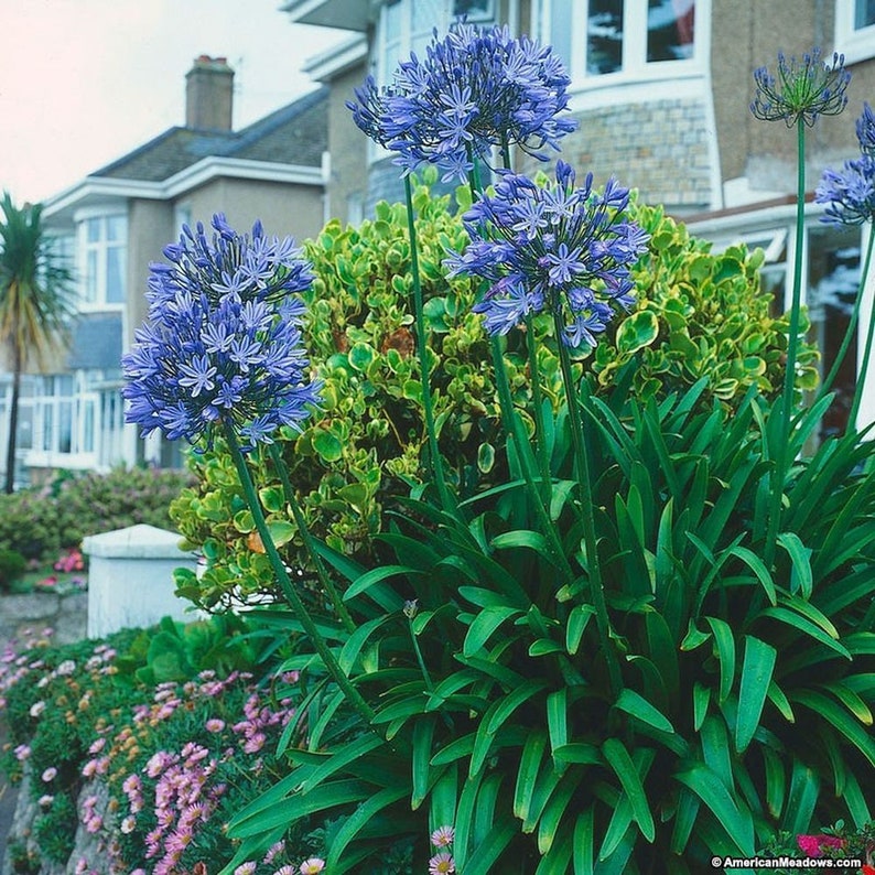 AGAPANTHUS African Lily pink, white or blue 20 seeds image 7