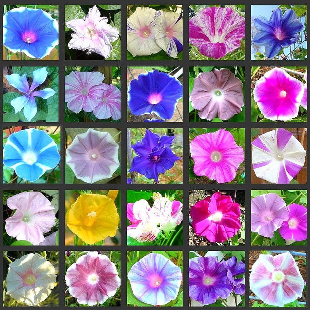 Morning Glory variety mix 50 seeds 1 oz 4 oz 1/2 pound of Etsy
