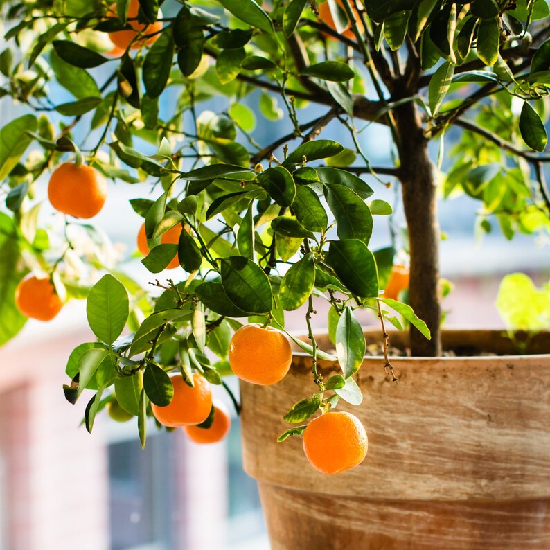 satsuma tangerine tree florida satsuma tangerine tree florida
