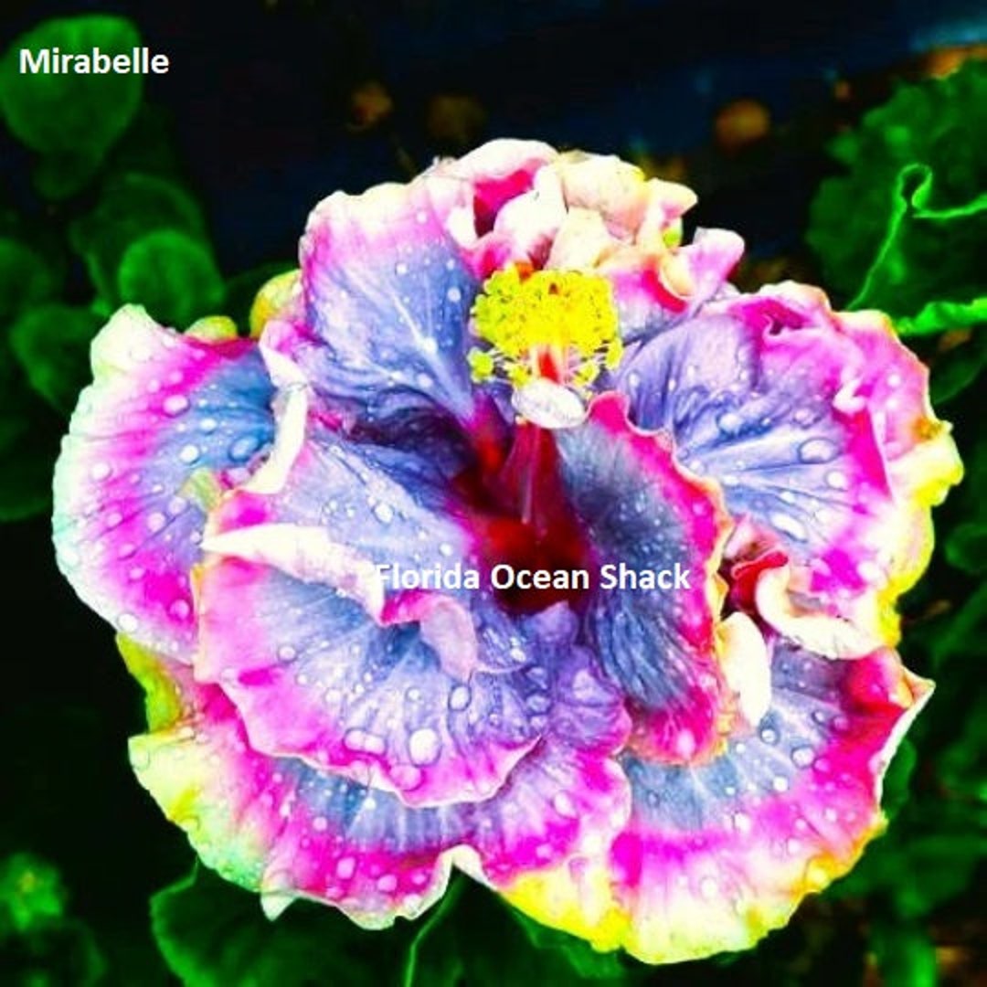 Dinnerplate Hibiscus 10 Variety Mix 2, 5 Seeds of Each 50 Seeds All