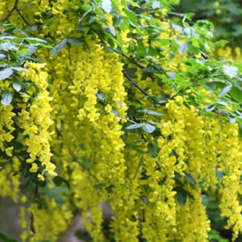 GOLDEN CHAIN tree Laburnum anagyroides 10, 50, 500 or 1000 BULK seeds image 2