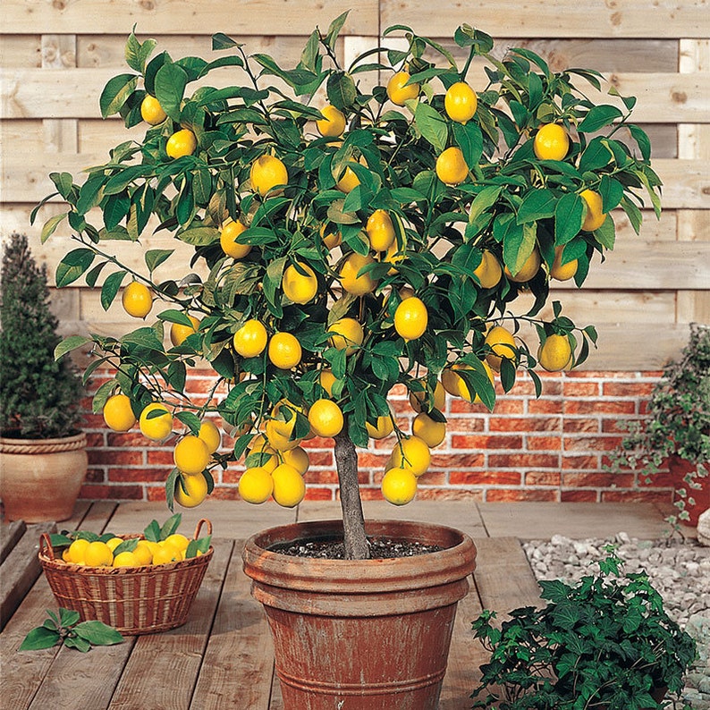 Dwarf Meyer Lemon citrus tree patio plant 5 seeds Etsy