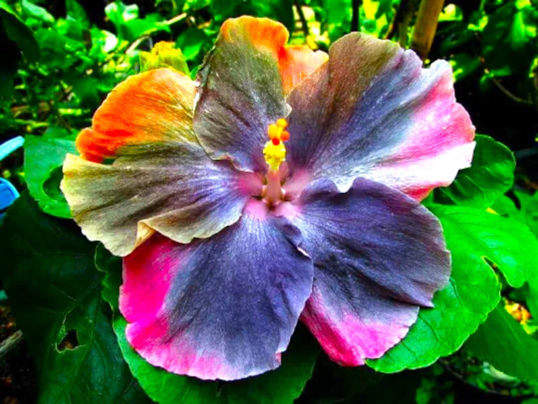 Dinnerplate Hibiscus Tiffany 10, 50, 250 or 100 Seeds, Sowing