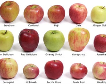 Variedad de manzana mezcla 50 semillas más deliciosos manzanos todo en un solo paquete