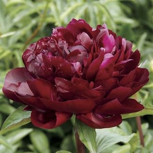 Triple layer peony ARMANI paeonia lactiflora 5 or 20 seeds