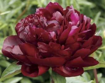 Triple layer peony ARMANI paeonia lactiflora 5 or 20 seeds