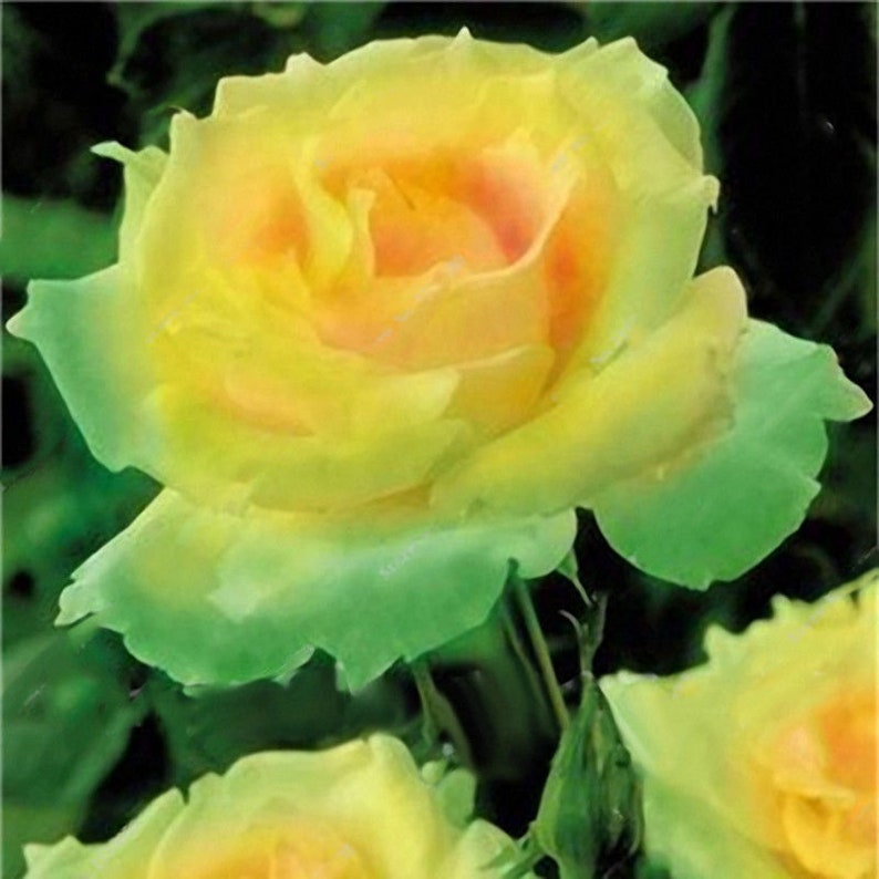 Rose Ireland 20 200 or 2000 seeds Etsy