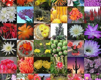 Flowering Cactus cacti variety mix 500+ seeds