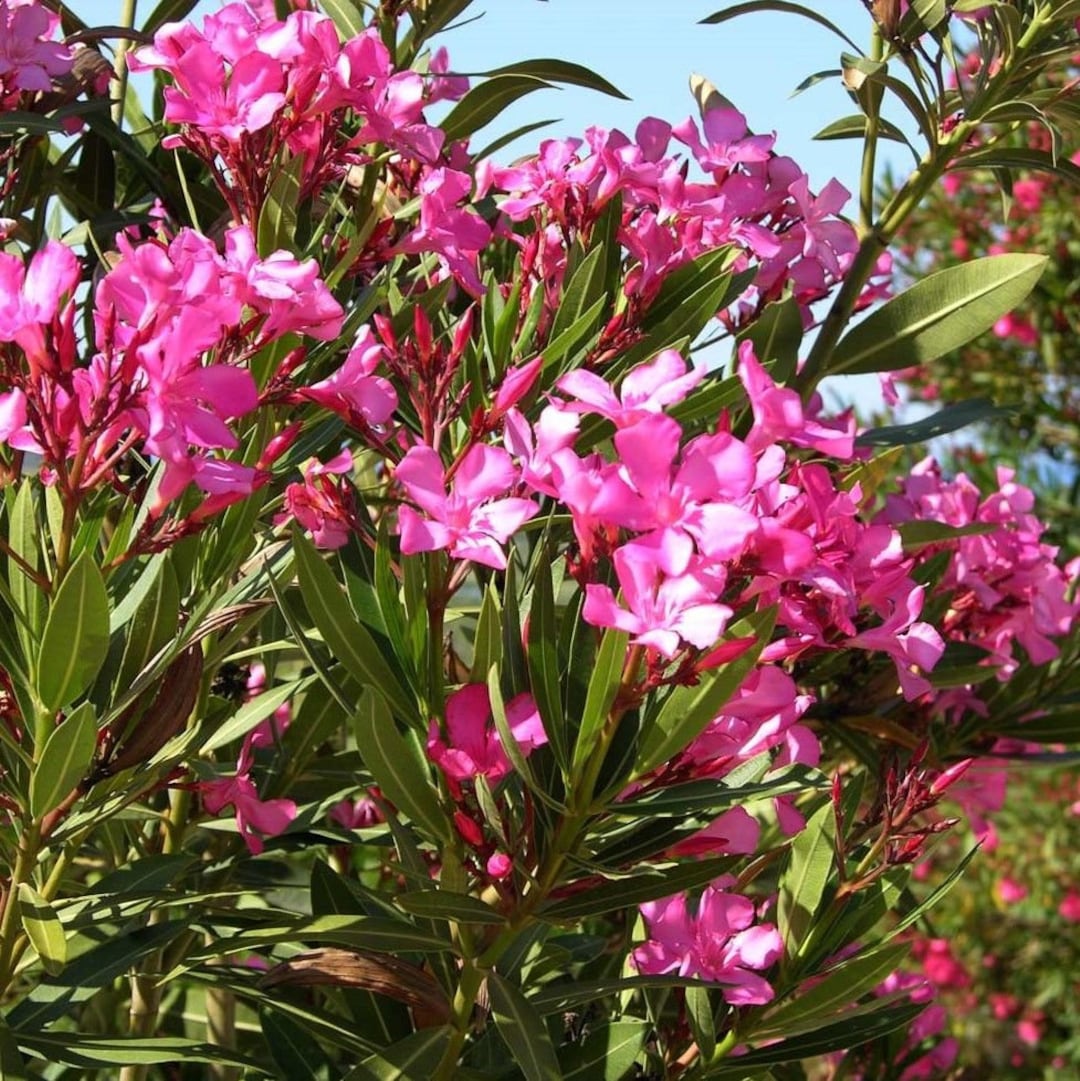 Nerium OLEANDER Different Color Mix Shrub Fragrant Blooms 20 - Etsy