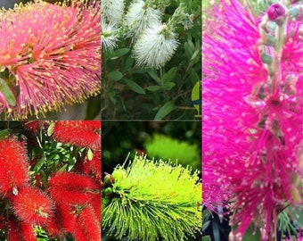 5 different colors of BOTTLEBRUSH 100+ seeds