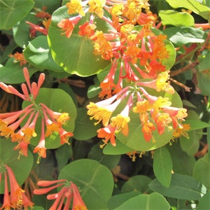 GOLDFLAME HONEYSUCKLE Lonicera x heckrottii 20 seeds image 1