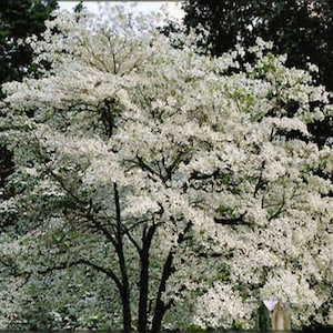 Flowering DOGWOOD, white, pink, red, 10 or 50 seeds