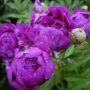 Peonía PURPLE QUEEN Paeonia lactiflora 5 o 20 semillas imagen 2