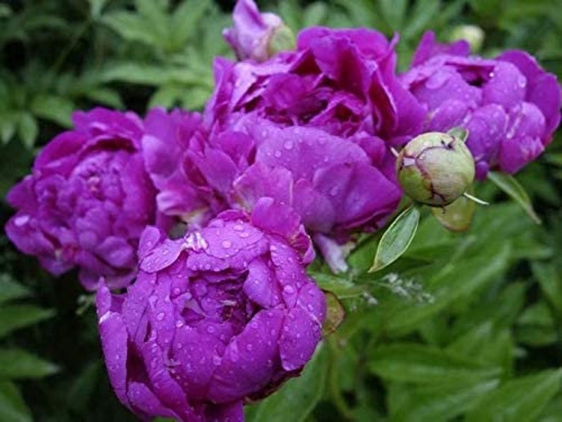 Peonía PURPLE QUEEN Paeonia lactiflora 5 o 20 semillas imagen 2