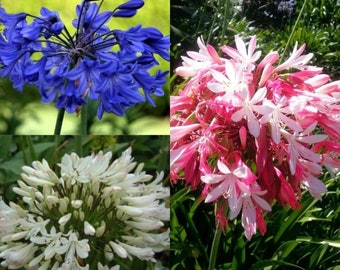 AGAPANTHUS African Lily pink, white or blue - 20 seeds