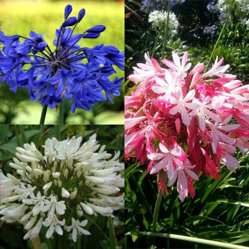 AGAPANTHUS African Lily pink, white or blue 20 seeds image 1