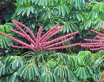 Schefflera Actinophylla Umbrella tree house plant 100, 500 or 1000 seeds