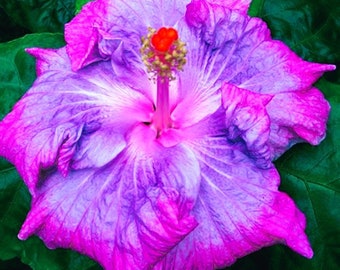 Dinnerplate Hibiscus Fascination 10, 50, 250 or 1000 seeds, sowing instructions in item description