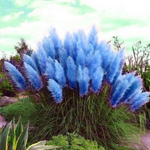 different colors of PAMPAS GRASS cortaderia selloana 500,seeds image 3