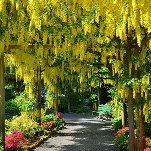 GOLDEN CHAIN tree Laburnum anagyroides 10, 50, 500 or 1000 BULK seeds image 1