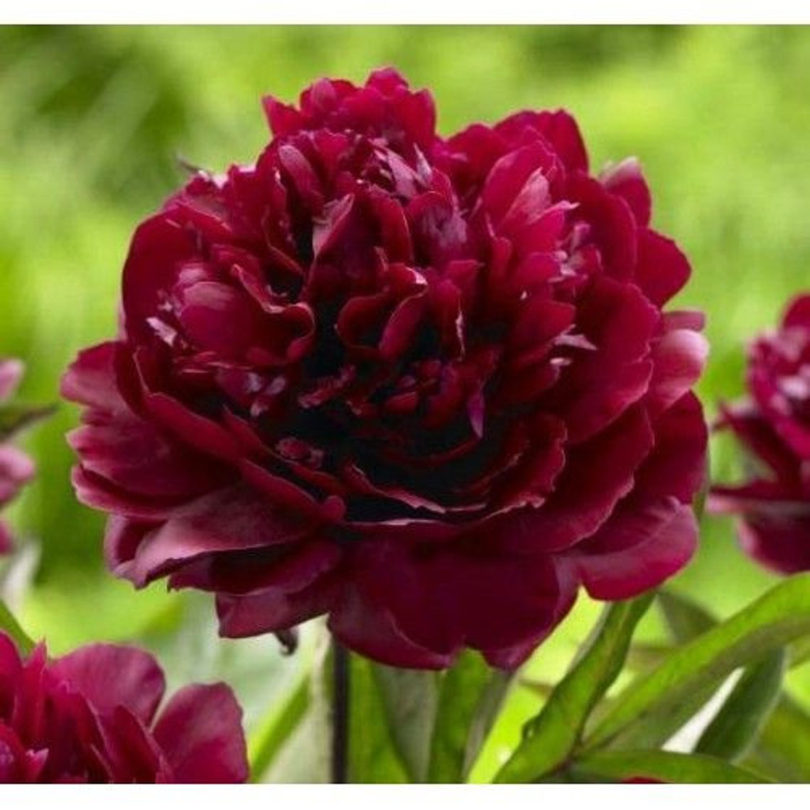 Triple Layer Peony ARMANI Paeonia Lactiflora 5 or 20 Seeds - Etsy