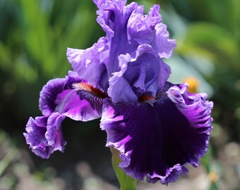 Iris Lavender Belle 10 seeds, sowing instructions in item description