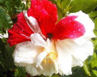 Dinnerplate Hibiscus Split Personality 10, 50, 250 or 1000 seeds, sowing instructions in item description