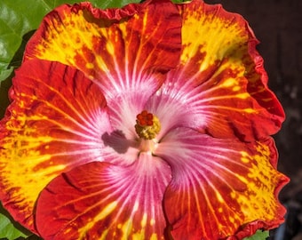Dinnerplate Hibiscus mustard & ketchup 10, 50, 250 or 1000 seeds, sowing instructions in item description