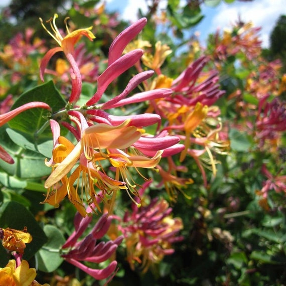 50Seeds Trumpet Honeysuckle Vine Lonicera Sempervirens Seeds Vines