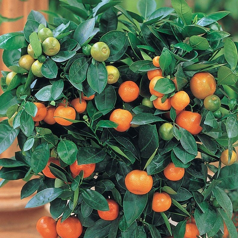 Dwarf Calamondin calamans orange citrus tree 5 seeds image 1