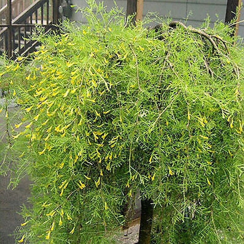 SIBERIAN PEASHRUB caragana arborescens 10, 50, 250 or 1000 seeds image 1