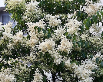 Lila blanca japonesa, semillas de Syringa 100+