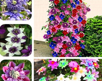 100 Clematis SEEDS over 10 different color and variety mixed package