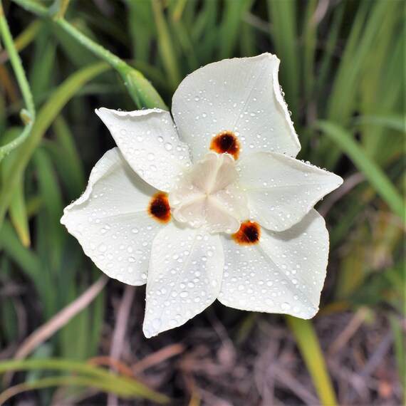 bicolor iris